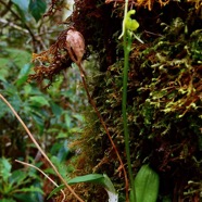 Liparis scaposa.( fleur-fruit sec-pseudobulbe ) orchidaceae.endémique Réunion..jpeg